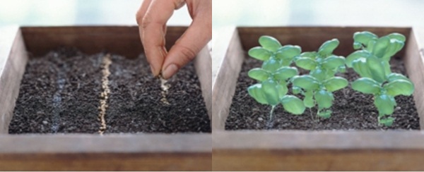 Kỹ thuật trồng cây rau thơm có thể bằng cách gieo hạt hoặc giâm cành